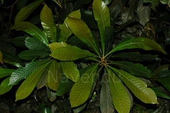 Agrostistachys borneensis
